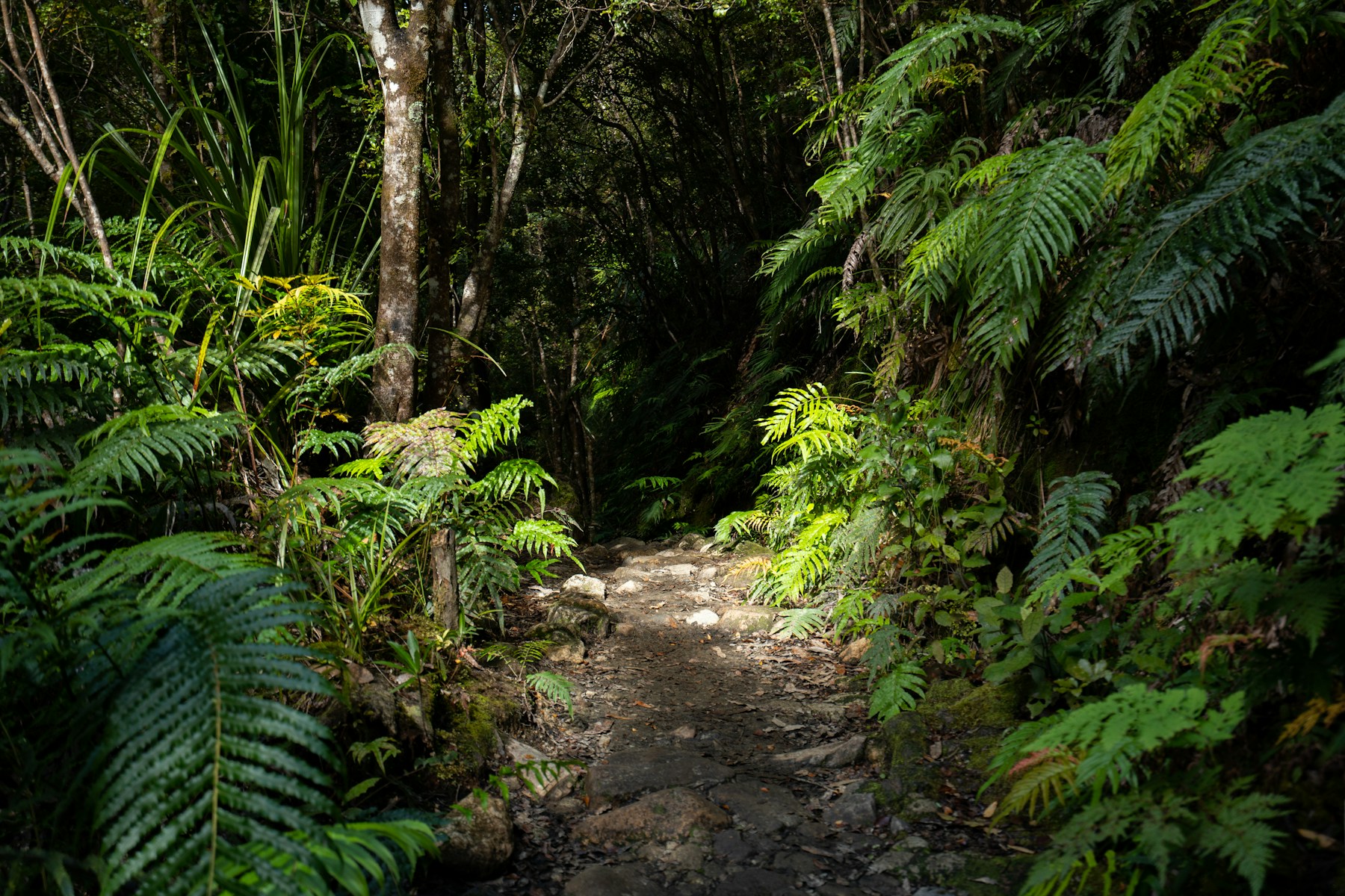 A path winding through lush fern forest in Waikato, New Zealand.